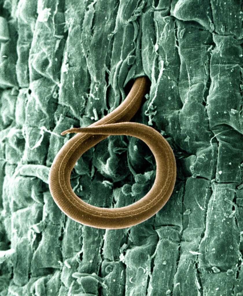 Nematodes uncovered: soil organisms and carbon cycling