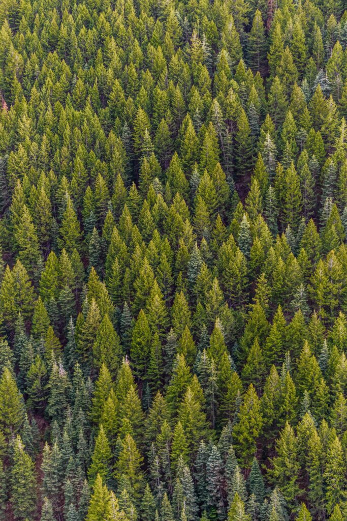 What’s the potential of a trillion trees?