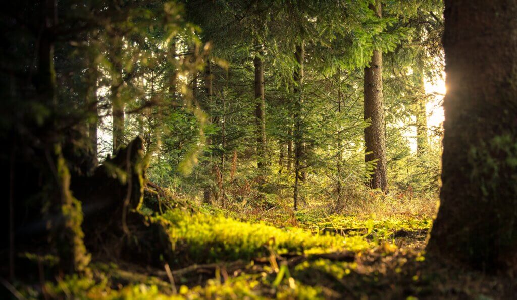 Scientists discover that the world contains dramatically more trees than previously thought