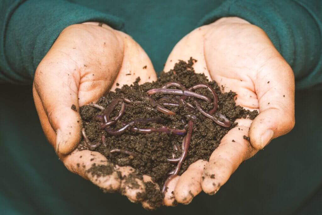 The diet of worms: Soil dwellers emerge as climate change heroes in study