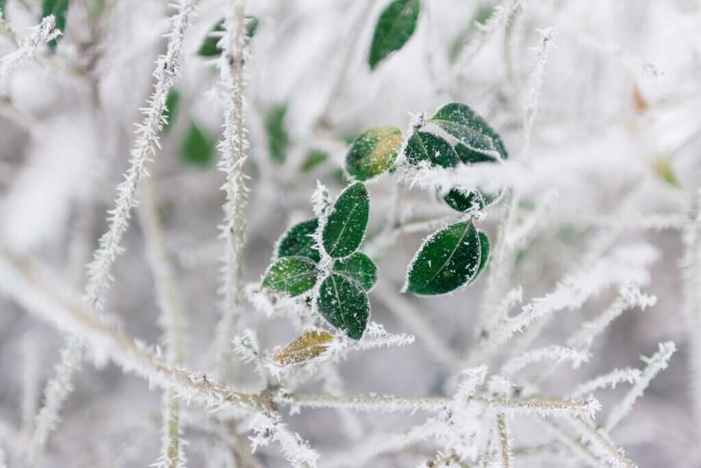 Late-spring frost risks: evolution and tree adaptation