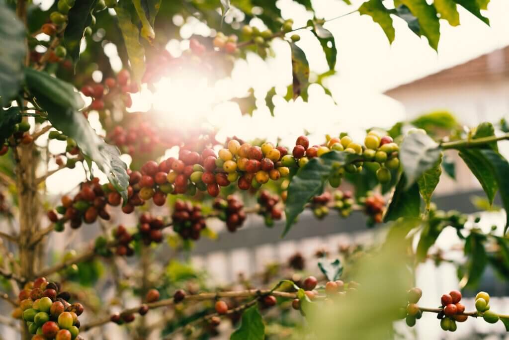 ‘A forest on caffeine’? How coffee can help forests grow faster