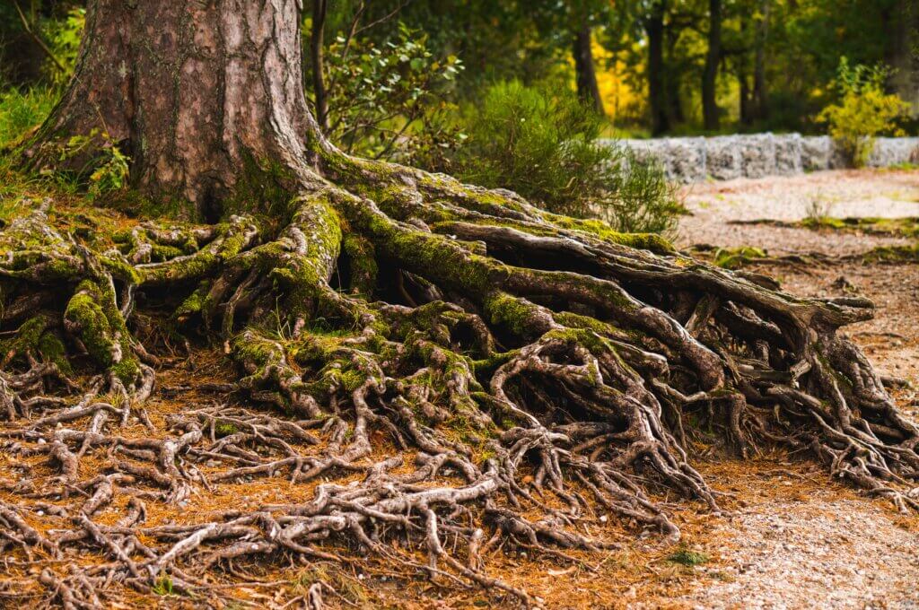 Roots represent a quarter of Earth’s vegetation on average