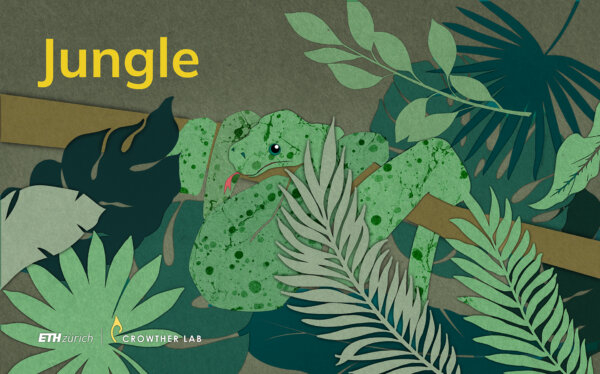 Jungle_web