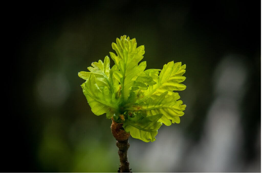 Trees’ bloom and budbreak earlier and earlier as climate change accelerates