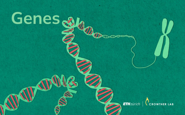 genes_web