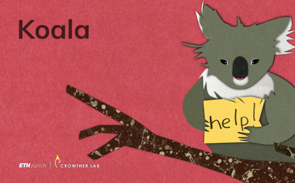 koala_web