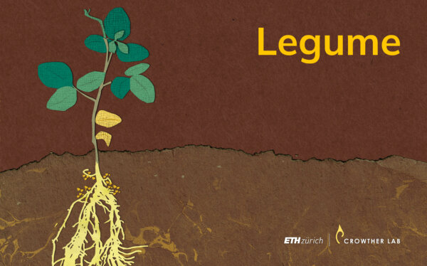 legume_web