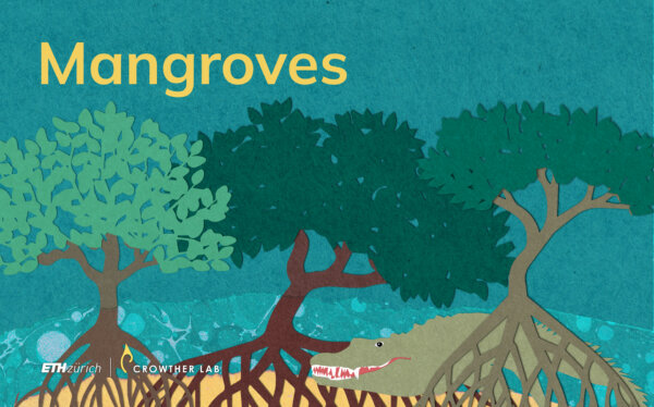 mangroves_web