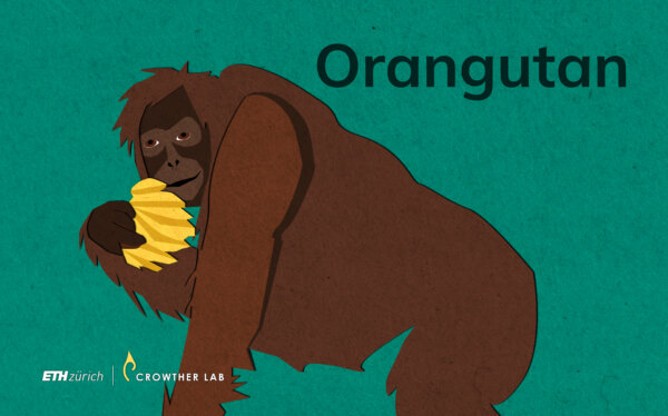 orangutan_web