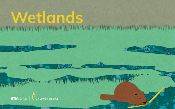 wetlands_web