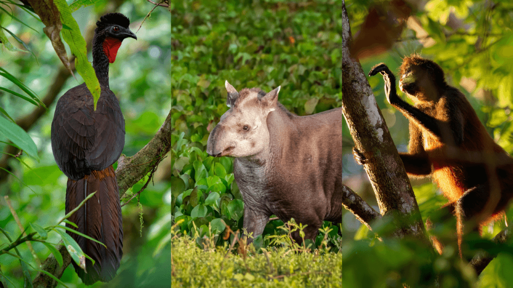 A guan, a tapir, a spider monkey