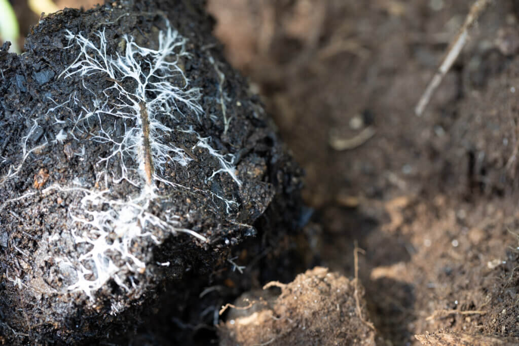 Below-ground traits mediate tree survival in a tropical dry forest restoration