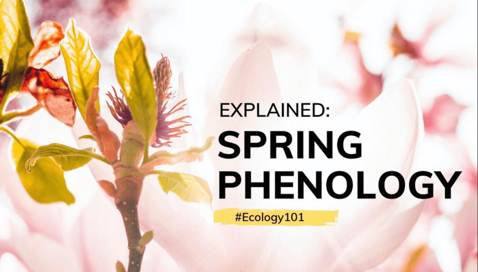 Explained: Spring Phenology | #Ecology101