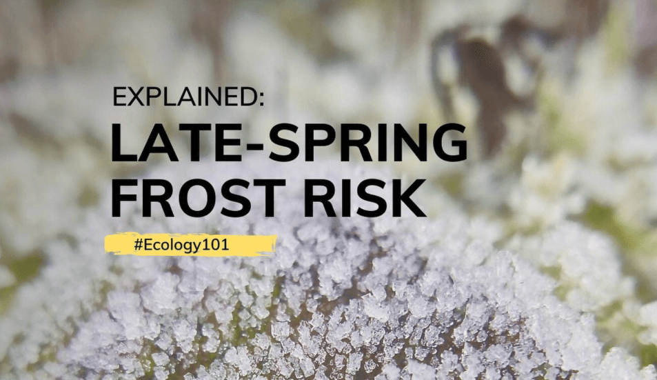 Explained: Late-Spring Frost Risk | #Ecology101