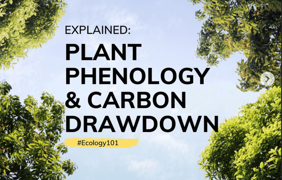 Explained: Plant Phenology and Carbon Drawdown | #Ecology101