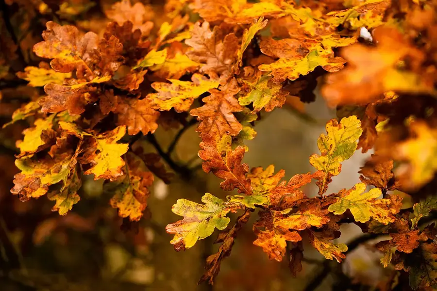 Climate change may make autumn leaves fall early and store less carbon