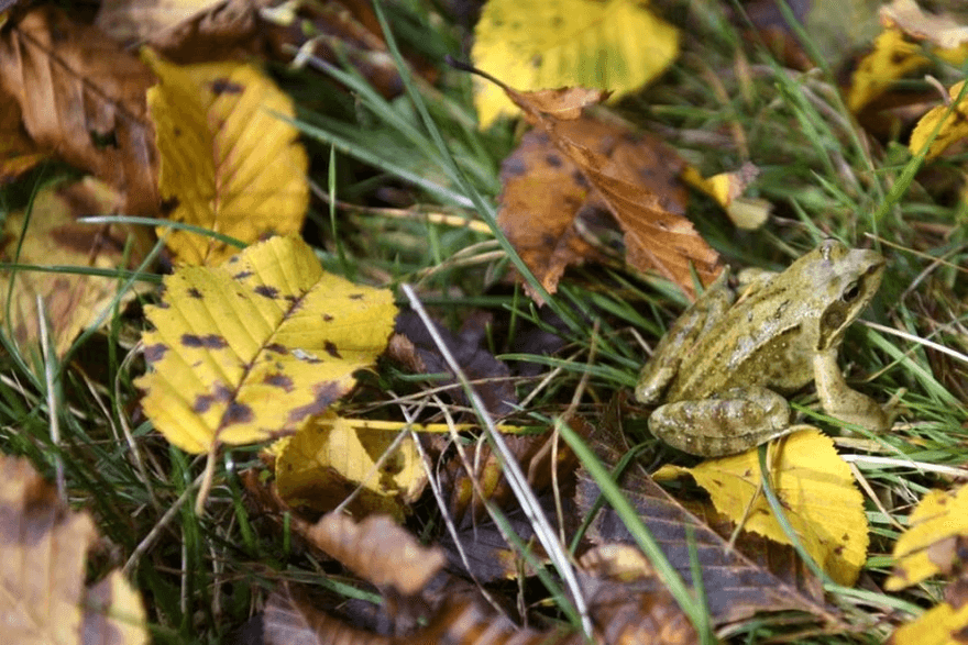 Brown leaves already seen in many Swiss forests