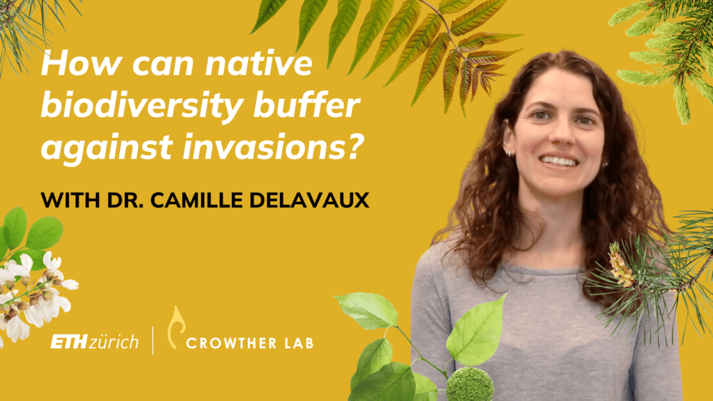 How can native biodiversity buffer against plant invasions? | Q&A with Dr. Camille Delavaux