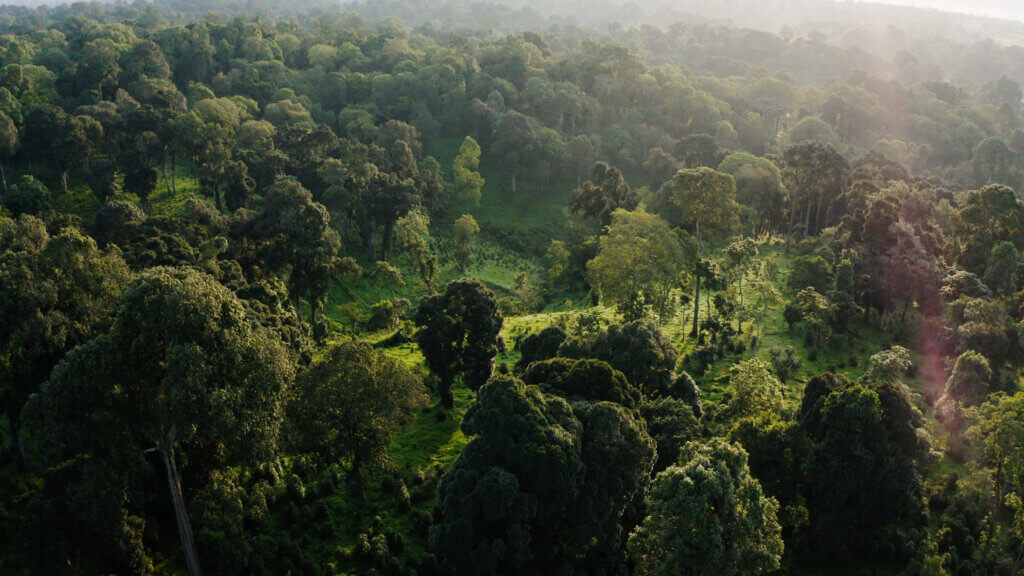 Wälder könnten der Atmo­sphäre ein Drittel des bereits frei­gesetzten CO₂ entziehen