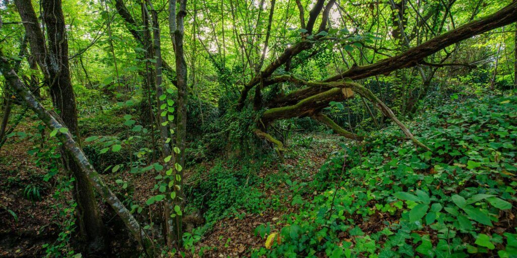 Diverse forests hold huge carbon potential, as long as we cut emissions