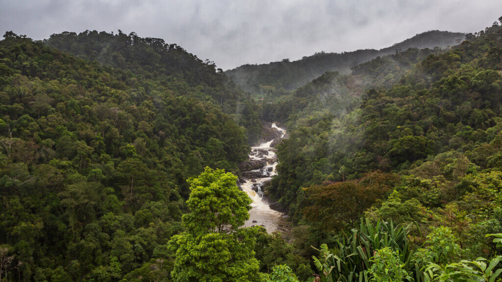 Les forêts sont primordiales au bon fonctionnement des écosystèmes et recèlent un important pouvoir de captation du CO2