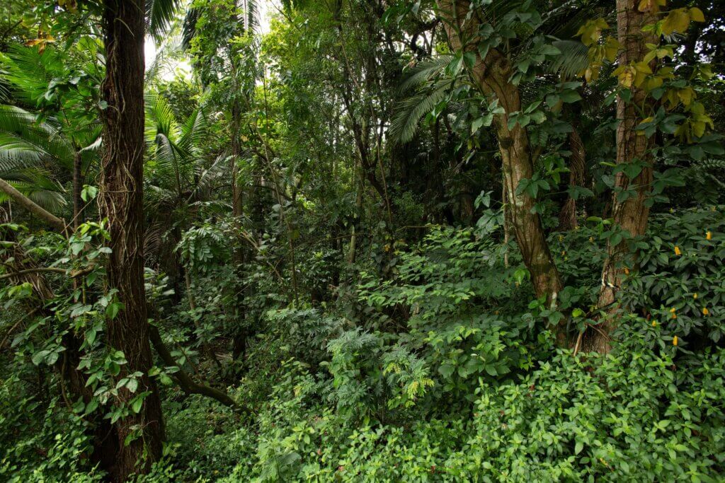 Forest restoration in practice across Latin America