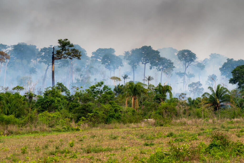 Photo of a patch of Amazon rainforest affected by a fire