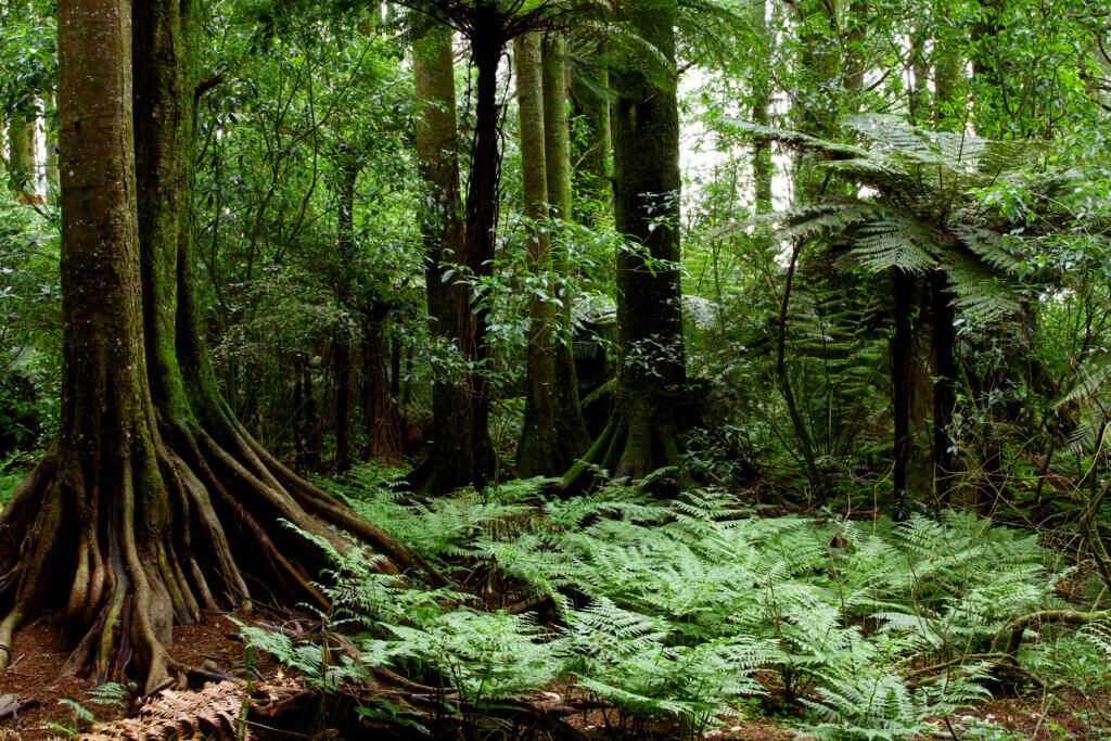 The pace of life for forest trees