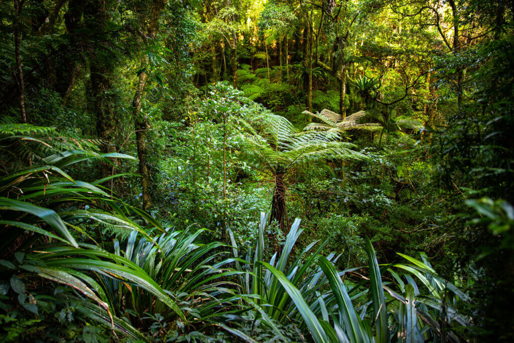 Natural forest regeneration is projected to reduce local temperatures