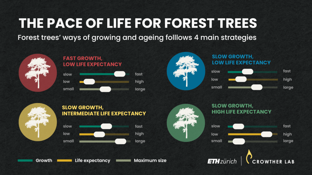 Infographic showing different tree life strategies