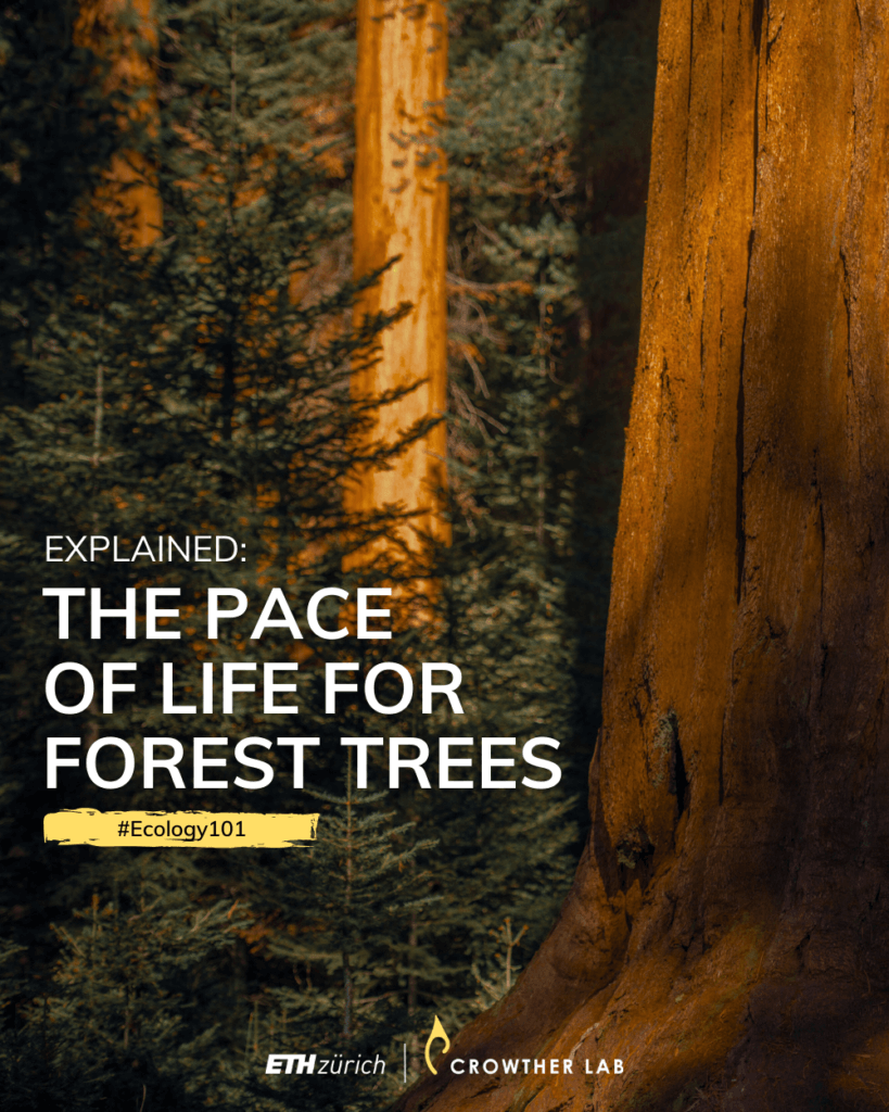 Explained: The Pace of Life for Forest Trees | #Ecology101