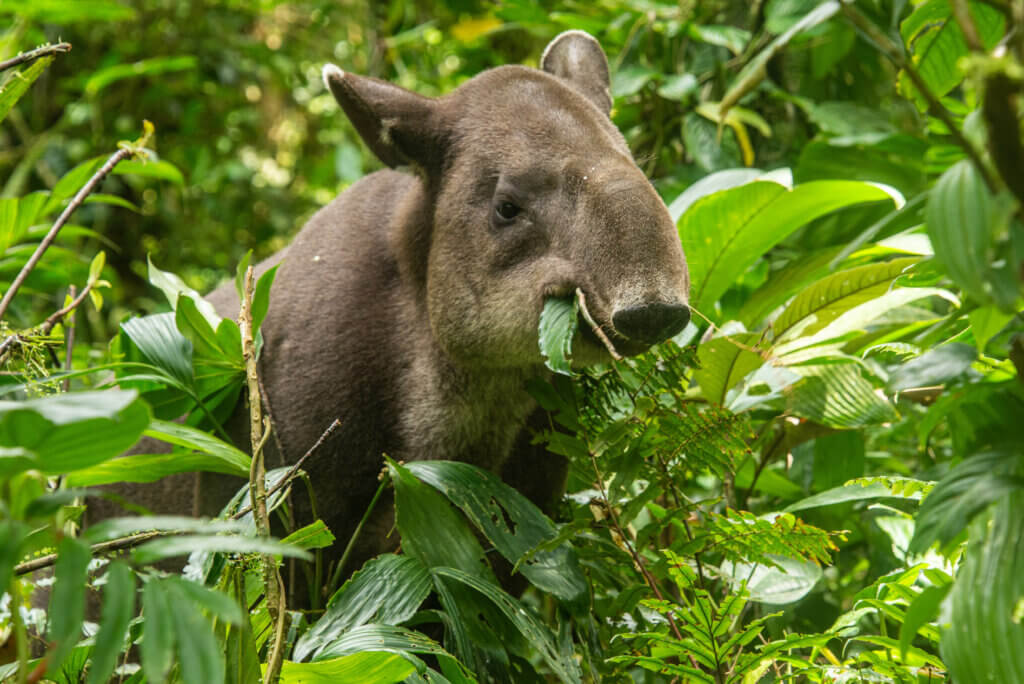 Defaunation impacts on the carbon balance of tropical forests