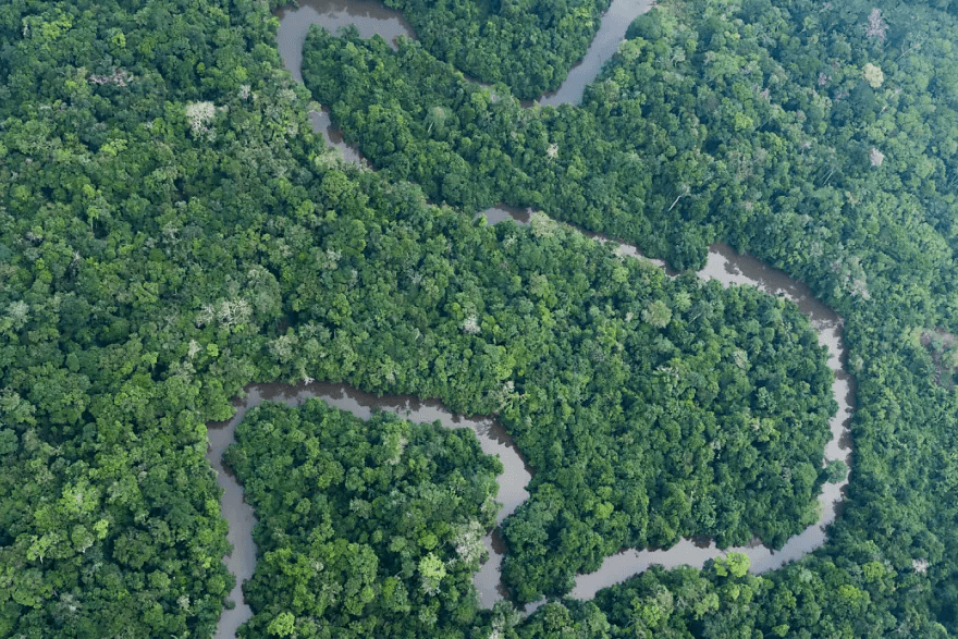 Swiss-led study unravels tree growth and longevity