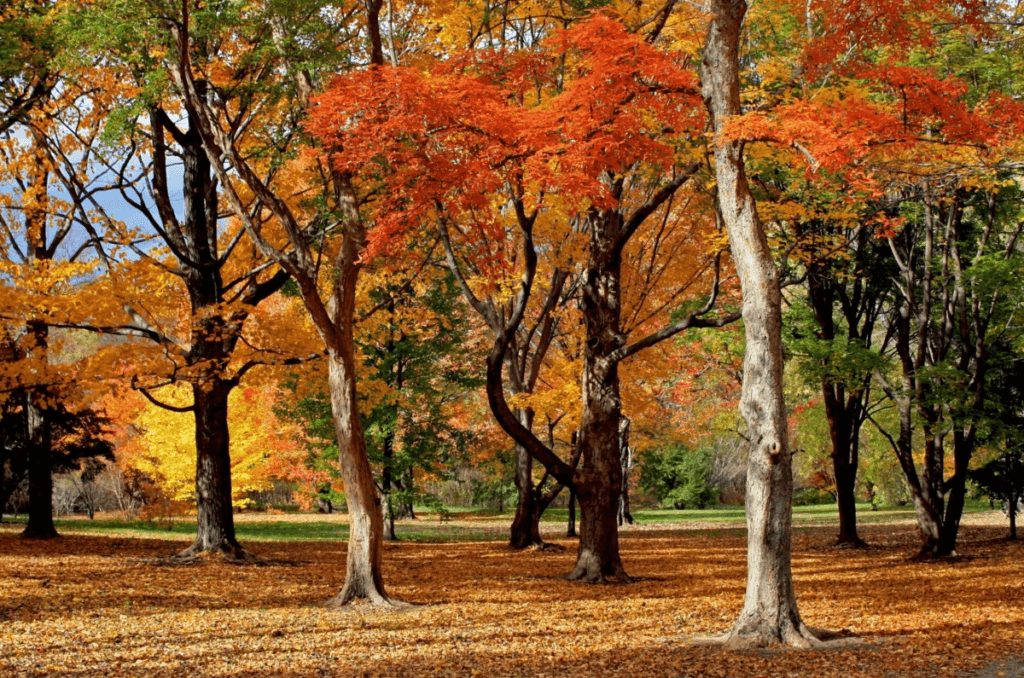 Why are autumn colours more vibrant in the US than in Britain?