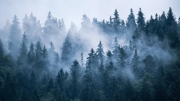 Des chercheurs révèlent les secrets de la croissance et de la longévité des arbres